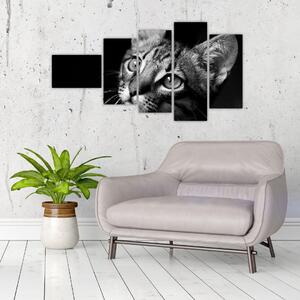 Obraz mačky (Obraz 110x60cm)