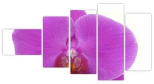 Orchidea - obraz (Obraz 110x60cm)