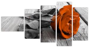 Ruže oranžová - obraz (Obraz 110x60cm)