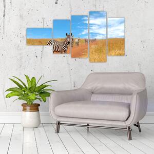 Zebra na ceste - obraz (Obraz 110x60cm)