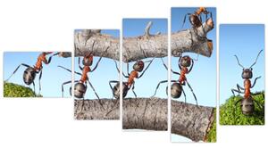 Obraz mravcov (Obraz 110x60cm)