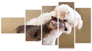 Mačiatko a šteňa - obraz (Obraz 110x60cm)