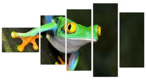 Žaba - obraz (Obraz 110x60cm)