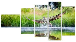 Fotka loviaceho orla - obraz (Obraz 110x60cm)