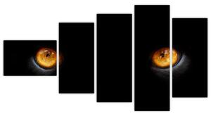 Zvieracie oči - obraz (Obraz 110x60cm)