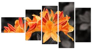 Obraz kvetín (Obraz 110x60cm)