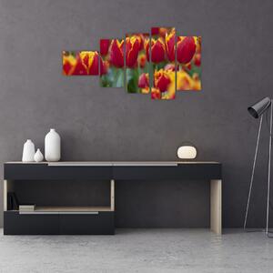 Tulipánové polia - obraz (Obraz 110x60cm)