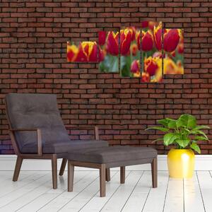 Tulipánové polia - obraz (Obraz 110x60cm)