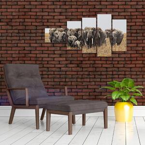 Stádo slonov - obraz (Obraz 110x60cm)