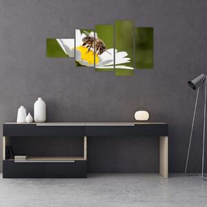 Včela na sedmokráske - obraz (Obraz 110x60cm)