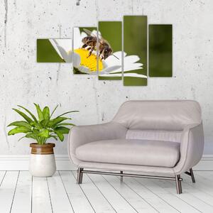 Včela na sedmokráske - obraz (Obraz 110x60cm)