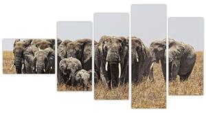 Stádo slonov - obraz (Obraz 110x60cm)