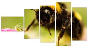 Včela - obraz (Obraz 110x60cm)