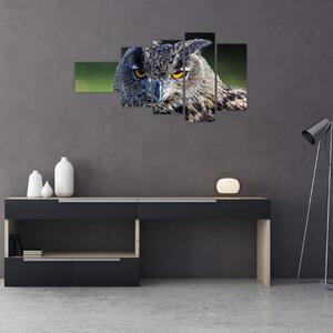 Sova - obraz (Obraz 110x60cm)
