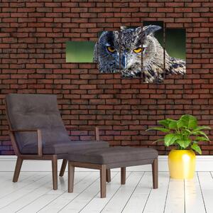 Sova - obraz (Obraz 110x60cm)