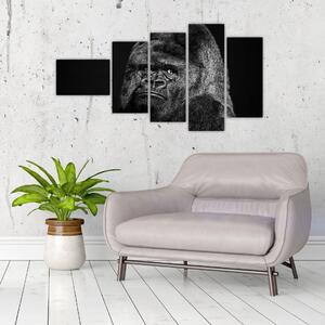 Obraz opice (Obraz 110x60cm)