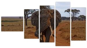 Obraz slona (Obraz 110x60cm)