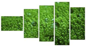Detail trávy - obraz (Obraz 110x60cm)