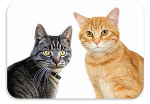 Detská podložka na stôl 56x37 cm DOGS & CATS Varianta: Catzy