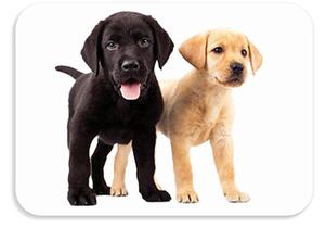 Detská podložka na stôl 56x37 cm DOGS & CATS Varianta: Pupini