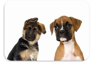 Detská podložka na stôl 56x37 cm DOGS & CATS Varianta: Pawli
