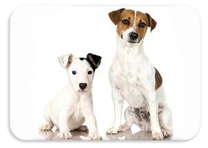 Detská podložka na stôl 56x37 cm DOGS & CATS Varianta: Spotti