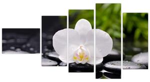 Fotka kvetu orchidey - obraz autá (Obraz 110x60cm)