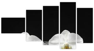Orchidey - obraz (Obraz 110x60cm)