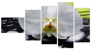Kvet orchidey - obraz na stenu (Obraz 110x60cm)