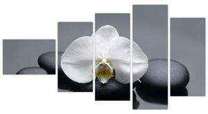 Kvet orchidey - moderný obraz (Obraz 110x60cm)