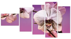Moderné obrazy - orchidea (Obraz 110x60cm)