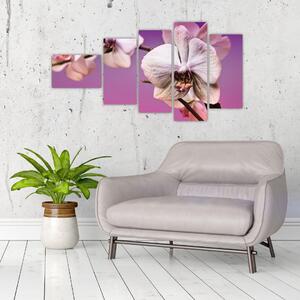 Moderné obrazy - orchidea (Obraz 110x60cm)