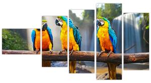 Obraz - papagáje (Obraz 110x60cm)
