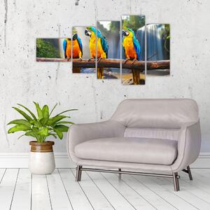 Obraz - papagáje (Obraz 110x60cm)