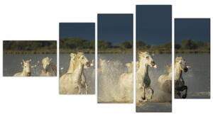 Cválajúca kone, obraz (Obraz 110x60cm)