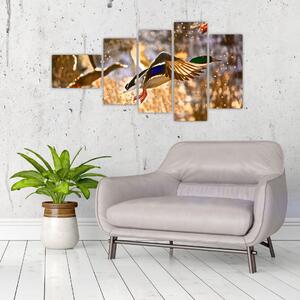 Letiaci kačice - obraz (Obraz 110x60cm)