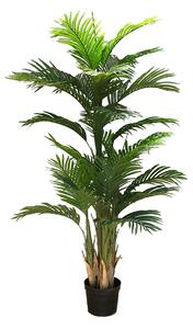 Decorative plant Ravenea 180cm