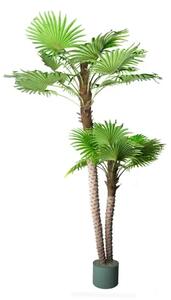 Palm Arenga Areka 250cm