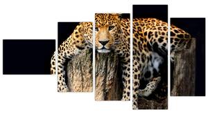 Leopard, obraz (Obraz 110x60cm)