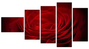 Makro ruža - obraz (Obraz 110x60cm)