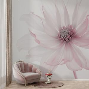 Tapety Záhada a inšpirácia, Fototapety s kvetmi, w02077v2 : Uwalls.sk