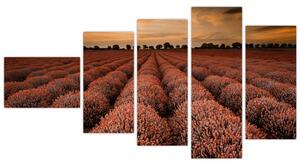 Kvetinové pole - obraz (Obraz 110x60cm)