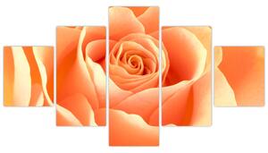 Obraz oranžové ruže (Obraz 125x70cm)