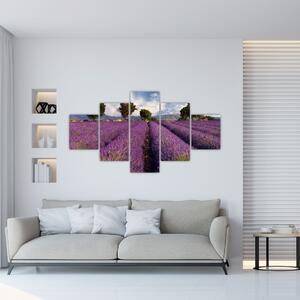 Obraz levanduľového pole (Obraz 125x70cm)