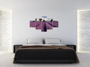 Obraz levanduľového pole (Obraz 125x70cm)