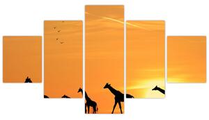 Moderný obraz - žirafy (Obraz 125x70cm)