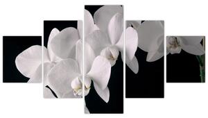 Obraz - biele orchidey (Obraz 125x70cm)