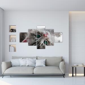 Obraz mačky (Obraz 125x70cm)