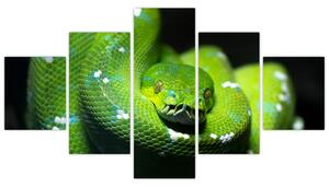 Obraz zvierat - had (Obraz 125x70cm)