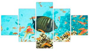 Obraz rýb v akváriami (Obraz 125x70cm)